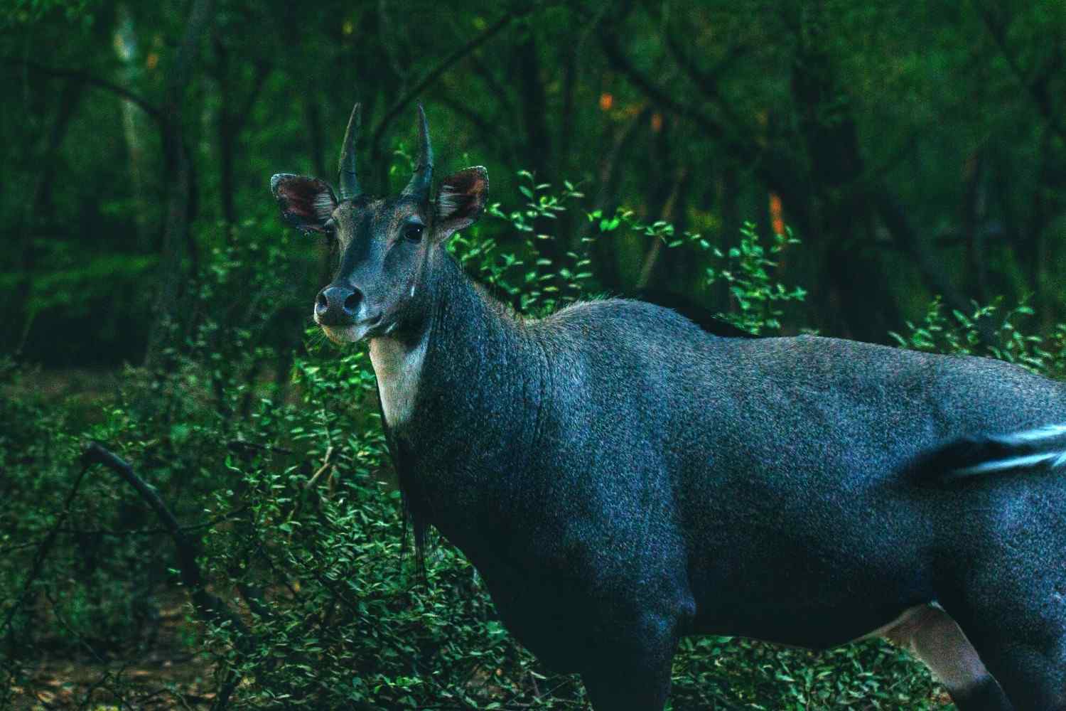 Nilgai
